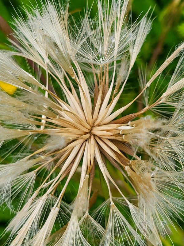 flora & fauna in Silz, Tirol